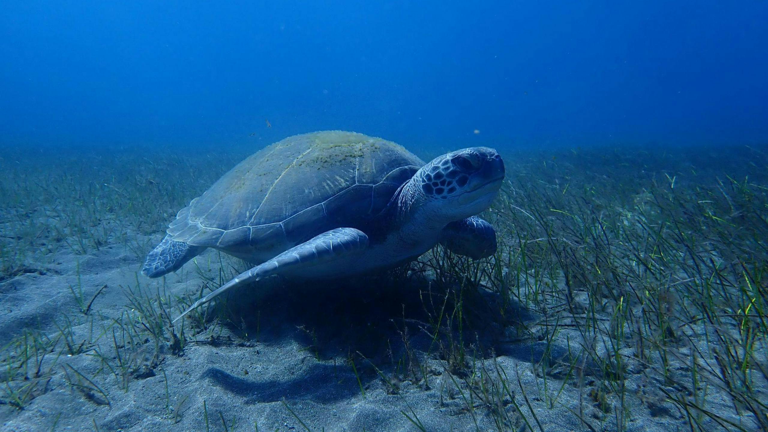 xPc225748-min1 Magnifique paysage de montagnes et de mer, où se déroulent les activités de Excel Scuba Tenerife.