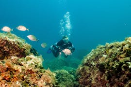 Plongée d'exploration à Vrsar pour Plongeurs certifiés avec Starfish Diving Center Vrsar.