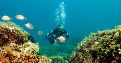 Guided Dive from Vrsar for Certified Divers from Starfish Diving Center Vrsar Guided Dive from Vrsar for Certified Divers from Starfish Diving Center Vrsar.