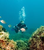Geführter Tauchgang von Vrsar für zertifizierte Taucher mit Starfish Diving Center Vrsar.