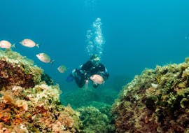 Immersioni guidate a Orsera (Vrsar) per sub certificati con Starfish Diving Center Vrsar.