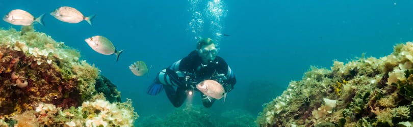 Begeleide Scuba Duiktochten in Vrsar voor gecertificeerde duikers met Starfish Diving Center Vrsar.