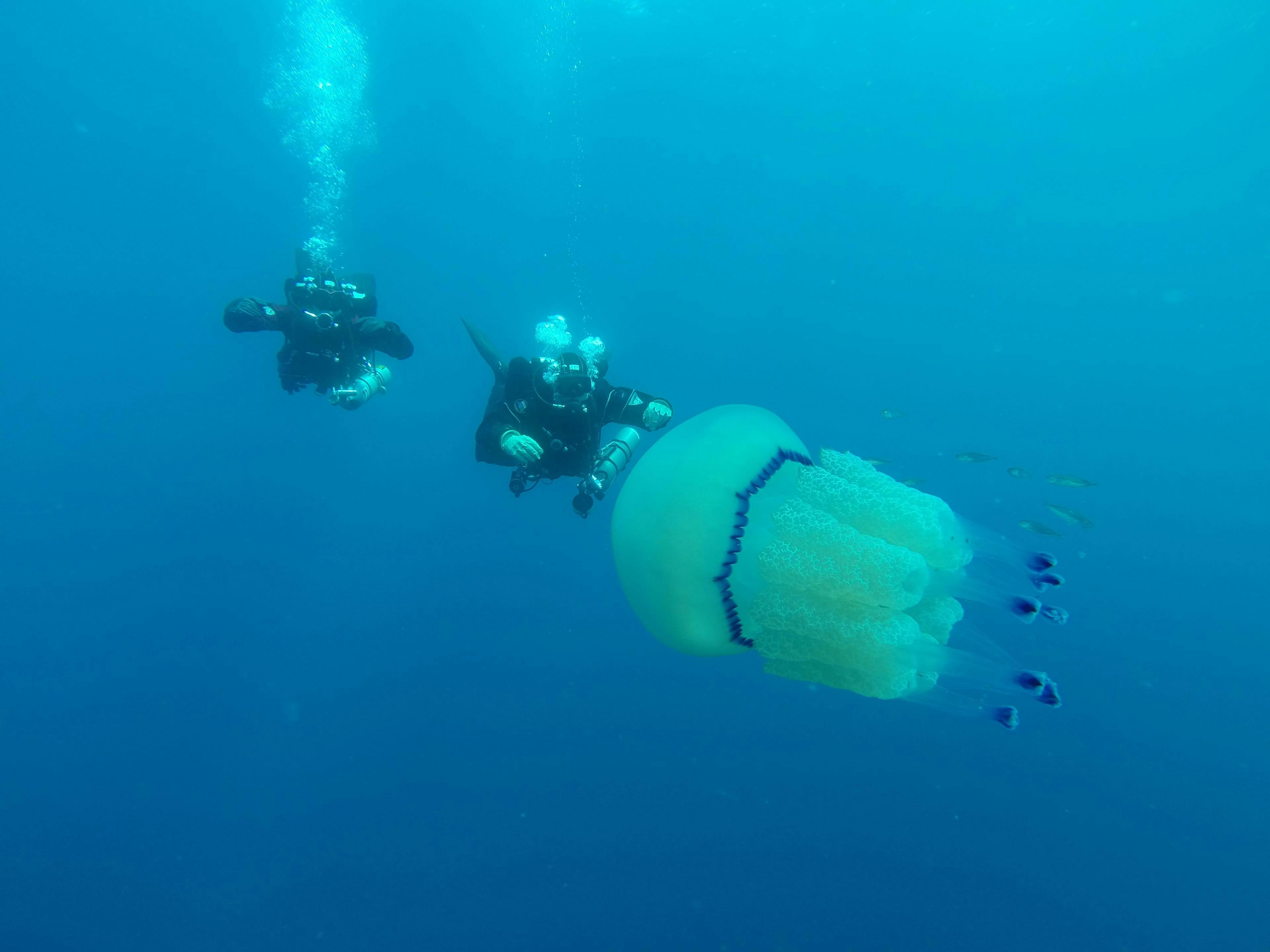 Two persons diving next to a jellyfish during SSI Open Water Diver Course in Rovinj with Rovinj Sub Diving Center.