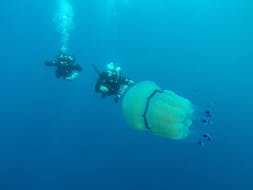 Deux personnes plongeant à côté d'une méduse pendant le cours SSI Open Water Diver à Rovinj avec le Rovinj Sub Diving Center.