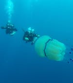 Two persons diving next to a jellyfish during SSI Open Water Diver Course in Rovinj with Rovinj Sub Diving Center.