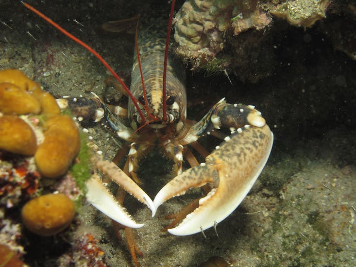 A lobster swimming during Trial Scuba Diving for Beginners in Rovinj with Rovinj Sub Diving Center.
