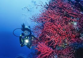 Guided Dives in Kvarner Bay for Certified Divers with Dive Center Krk