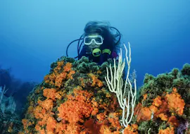 Trial Scuba Diving in Kvarner Bay with Dive Center Krk A participant looks over a coral during a trial dive in the Kvarner Bay with Dive Center Krk.
