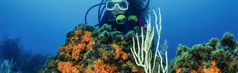 Eine Teilnehmerin schaut über eine Koralle beim Schnuppertauchen in der Kvarner Bucht mit Dive Center Krk.