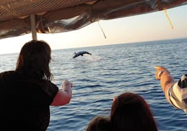 Sunset Boat Trip from Pula to Brijuni with Dolphin Searching with Pula Boat Excursions