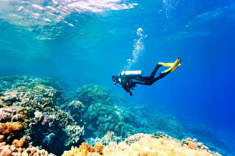 Un plongeur nageant près des coraux lors d'un baptême de plongée dans la Baie de Calvi en Corse avec Calvi Plongée.