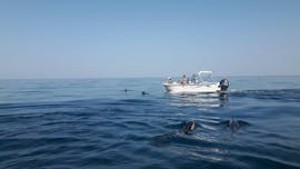 Avistamiento de Delfines en Faro con Ecomarine Algarve.