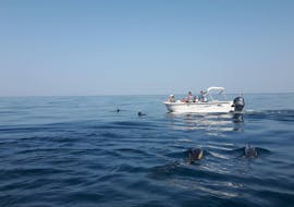 Dolphin Watching - Faro with Ecomarine Algarve