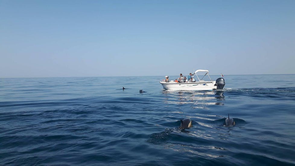 Osservazione dei delfini - Faro.