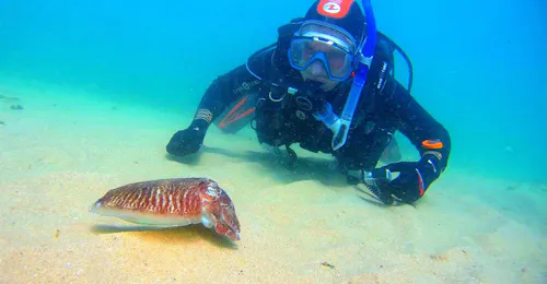 Formation PADI Advanced Open Water Diver à Lagos avec Blue Ocean Divers Lagos Un plongeur admire un poisson pendant le cours PADI Advanced Open Water Diver à Lagos avec Blue Ocean Divers Lagos.