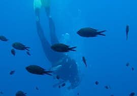 Bootstauchgänge in L'Île-Rousse für zertifizierte Taucher Ein Tourist schwimmt während seines geführten Tauchgangs in l'île rousse mit EPIR Plongée.