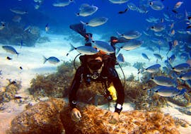Ein Taucher entdeckt in den Gewässern um Malta die Unterwasserwelt.