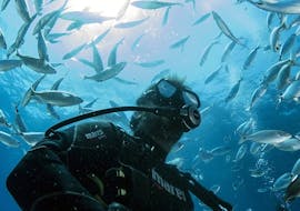 Geführtes Tauchen vom Boot in Malta für Zertifizierte mit Orange Shark Diving Centres Malta.
