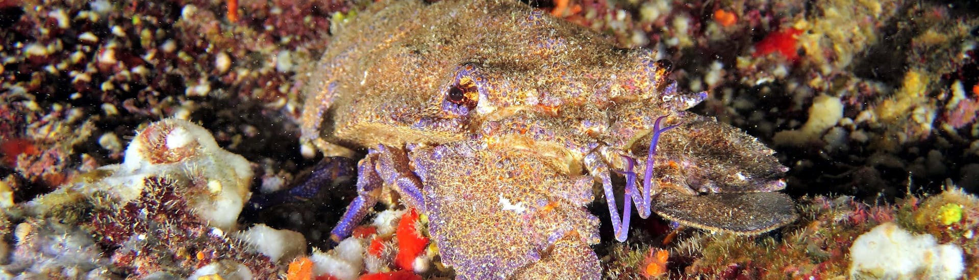 A slipper lobster which can be observed in its natural habitat during the Free Diving for Beginners in Saint Paul's Bay with Octopus Garden.