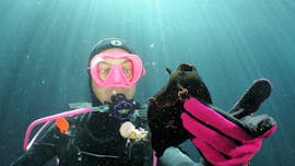 During the Scuba Diving Course for Beginners - SSI Scuba Diver with Octopus Garden, a diver is marvelling at a sea hare which lives in the Mediterranean around Malta.