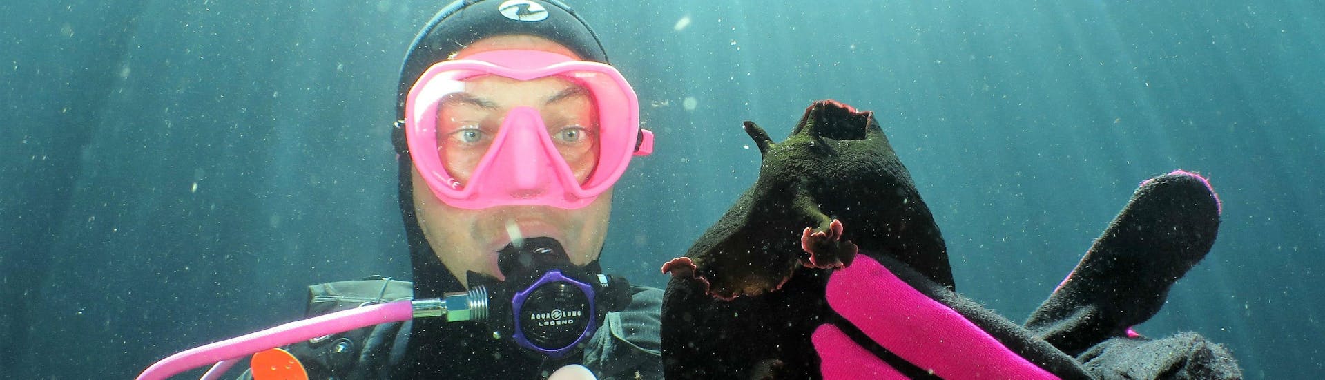 During the Scuba Diving Course for Beginners - SSI Scuba Diver with Octopus Garden, a diver is marvelling at a sea hare which lives in the Mediterranean around Malta.