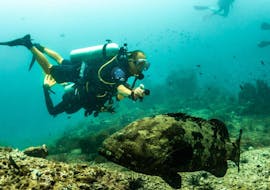 A participant certified scuba diver diving in Santa Ponsa during a tour offered by Dive Academy Santa Pola.
