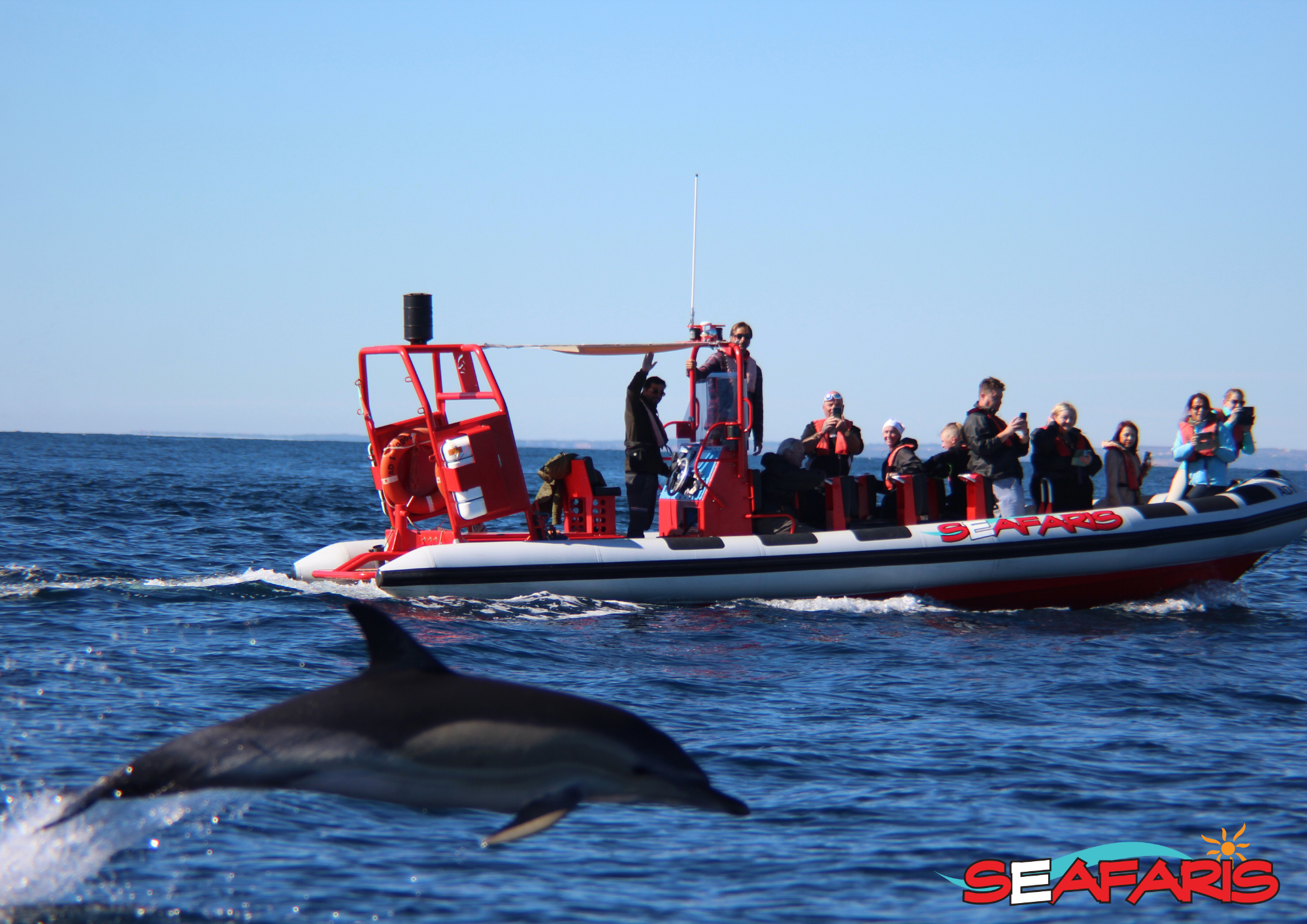 Een dolfijn springt uit het water terwijl toeristen aan boord van een Dolphin Seafaris Algarve-boot genieten van de Lagos: Dolfijnenexcursie met een gids, een marien bioloog.