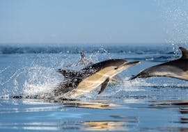 Un delfín salta en el mar durante el paseo en barco con avistamiento de delfines en Lagos con Seafaris Algarve.