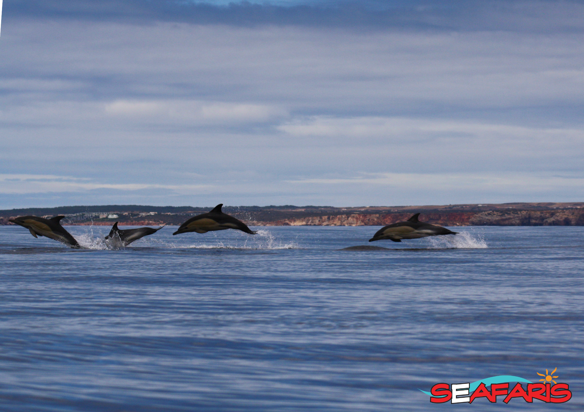 A pod of dolphins leap out of the water during a dolphin watching with marine biologist tour with Dolphin Seafaris Algarve.