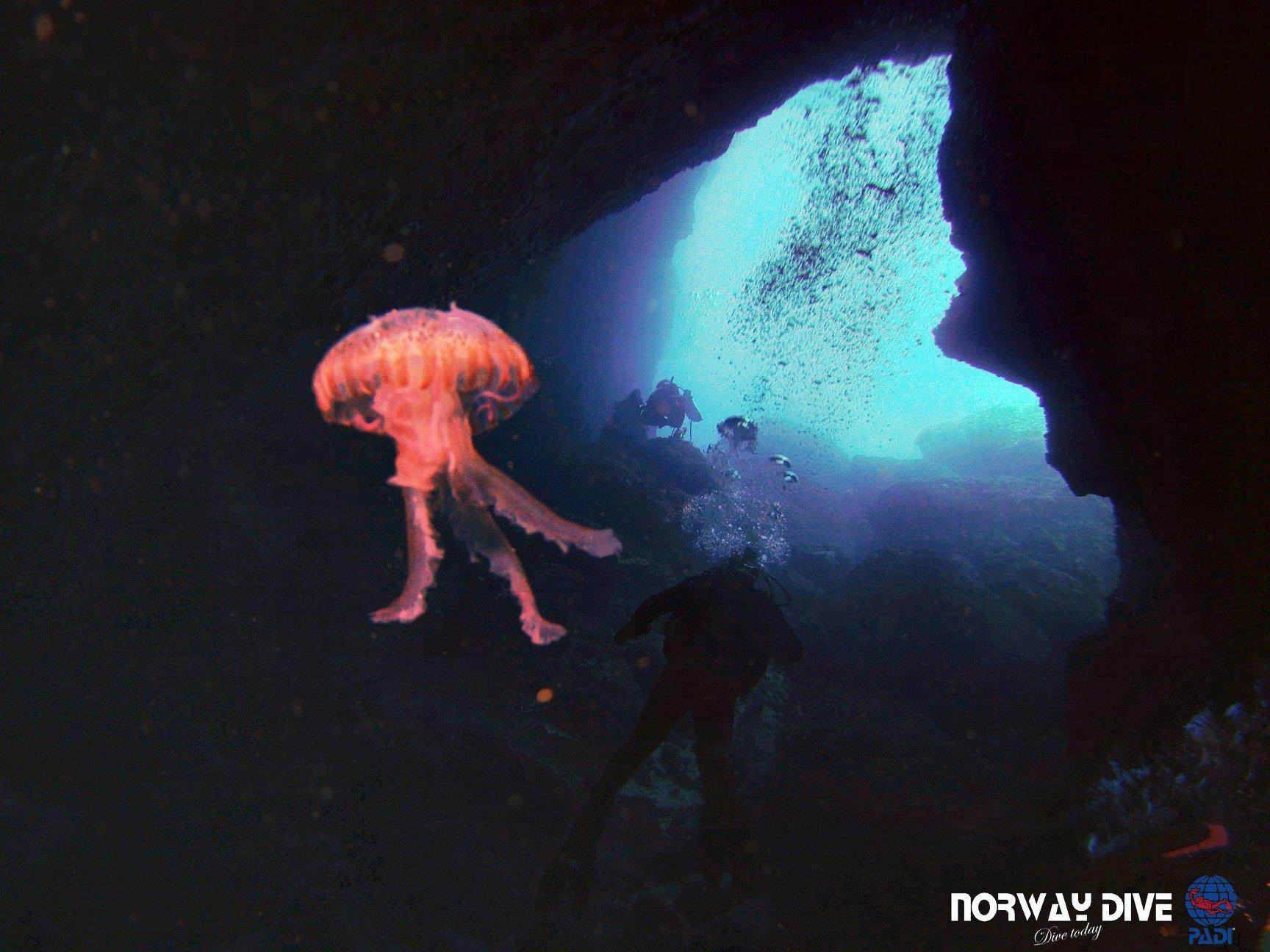 Plongées de nuit à Torrenova pour plongeurs certifiés avec Norway Dive Mallorca.