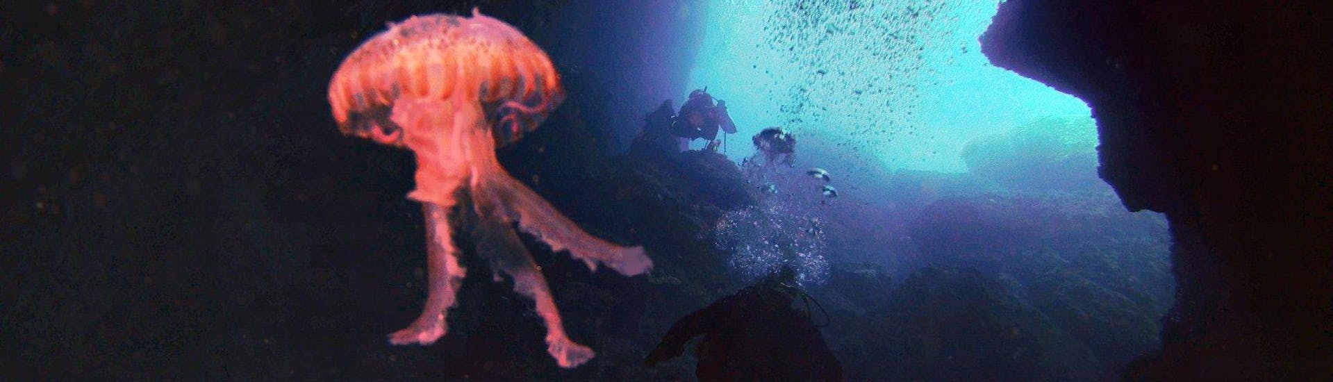 Medusas posando para la cámara durante una actividad de buceo nocturno en Torrenova ofrecido por Norway Dive Mallorca