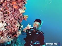 PADI Open Water Diver Tauchkurs in Terranova für Anfänger mit Norway Dive Mallorca.