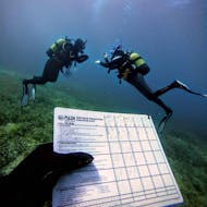 Dos participantes buceando bajo el agua y otro participante mostrando el certificado PADI en Santa Ponsa durante un tour ofrecido por ZOEA Mallorca.