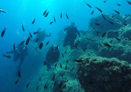 PADI Open Water Diver Course in Dubrovnik for Beginners with Diving Center Blue Planet Dubrovnik