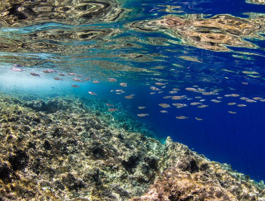 Private Trial Dive for up to 2 Beginners SSI Try Scuba Endless