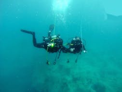 Guided Dives in Madeira for Certified Divers from Haliotis Madeira.