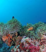 Bild der Unterwasserwelt beim Schnorcheln in Berlengas mit Haliotis Peniche.