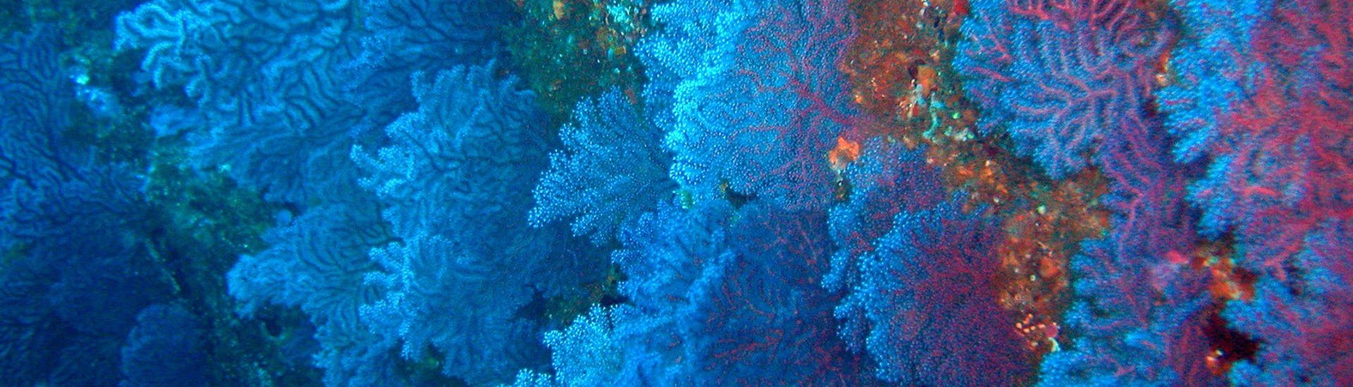 Schönes Foto des Meeresbodens, zu sehen während einer Schnorchel-Exkursion zu den Berlengas von Peniche mit Haliotis Peniche.