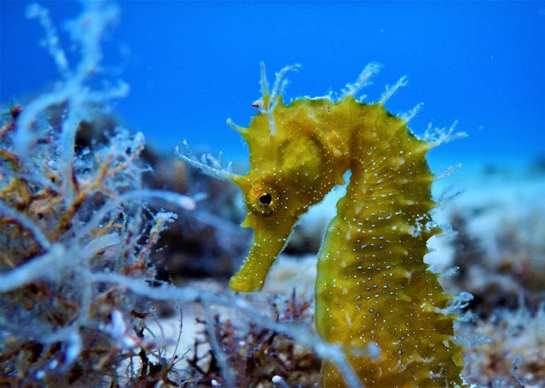Picture of a seahorse seen during the Guided Dives around Mykonos including Paradise Reef with Mykonos Diving Center.