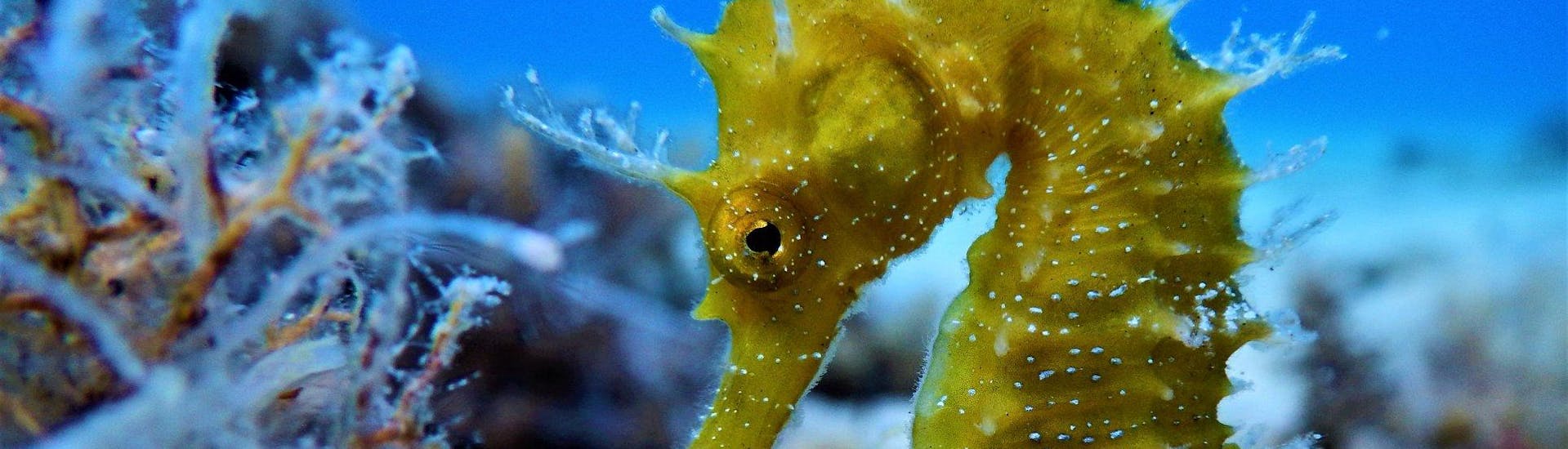 Picture of a seahorse seen during the Guided Dives around Mykonos including Paradise Reef with Mykonos Diving Center.