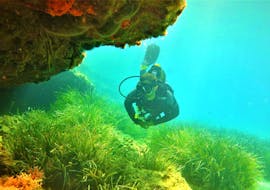 Un plongeur explorant le fascinant monde sous-marin de la mer Égée lors du Scuba Safari - Plongées guidées autour de Mykonos avec un instructeur expérimenté du Mykonos Diving Center.