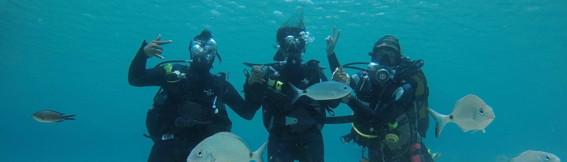 Drei Taucher erkunden die faszinierende Unterwasserwelt des Ägäischen Meeres in ihrem Tauchkurs für Anfänger - PADI Scuba Diver zusammen mit einem erfahrenen Tauchlehrer des Mykonos Diving Center.