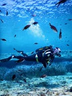 A man diving along the beautiful underwater ground of the Paradise Reef in Mykonos on his Scuba Diving Course for Beginners - PADI Open Water Diver with an experienced instructor from the Mykonos Diving Center.