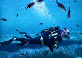 Un homme plongeant le long du magnifique fond marin de Paradise Reef à Mykonos dans le cadre de sa Formation de Plongeur Débutant - PADI Open Water Diver avec un instructeur expérimenté du Mykonos Diving Center.