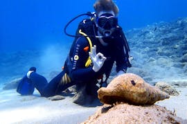 Un subacqueo che esplora l'affascinante vita marina nelle profondità del mare cretese come parte del suo Corso PADI Open Water Diver sulla spiaggia di Kalivaki per principianti con Evelin Dive Center Rethymno.