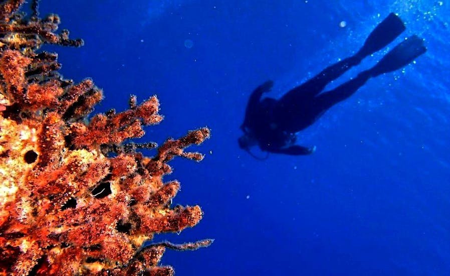 Un subacqueo che esplora l'affascinante flora e fauna marina del mare cretese durante il suo Corso PADI Advanced Open Water Diver alla spiaggia di Kalivaki con Evelin Dive Center Rethymno.