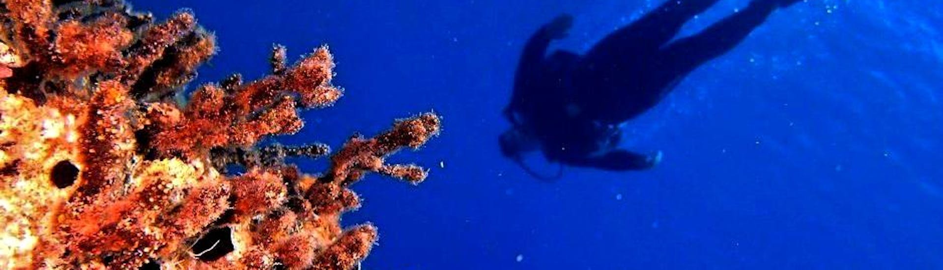 Un subacqueo che esplora l'affascinante flora e fauna marina del mare cretese durante il suo Corso PADI Advanced Open Water Diver alla spiaggia di Kalivaki con Evelin Dive Center Rethymno.