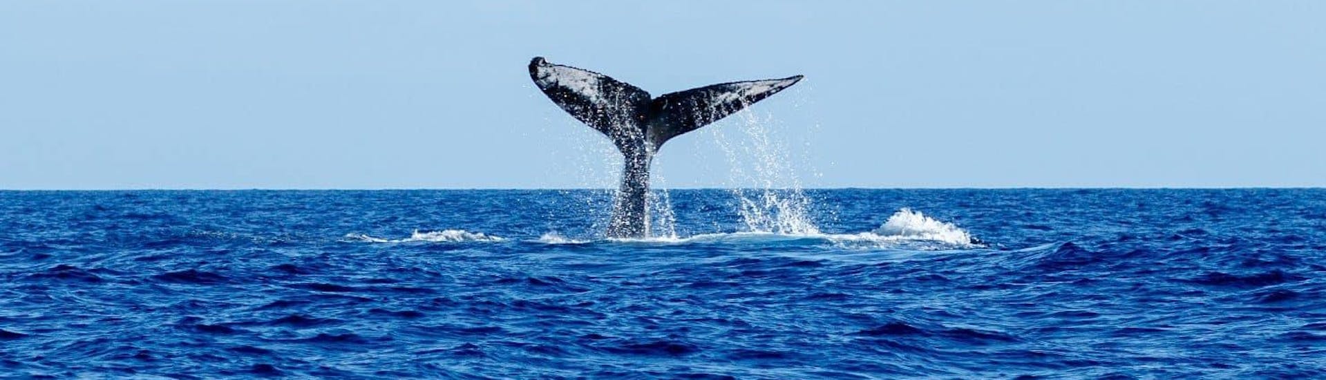 Whale Watching & Swimming with Dolphins from Funchal.