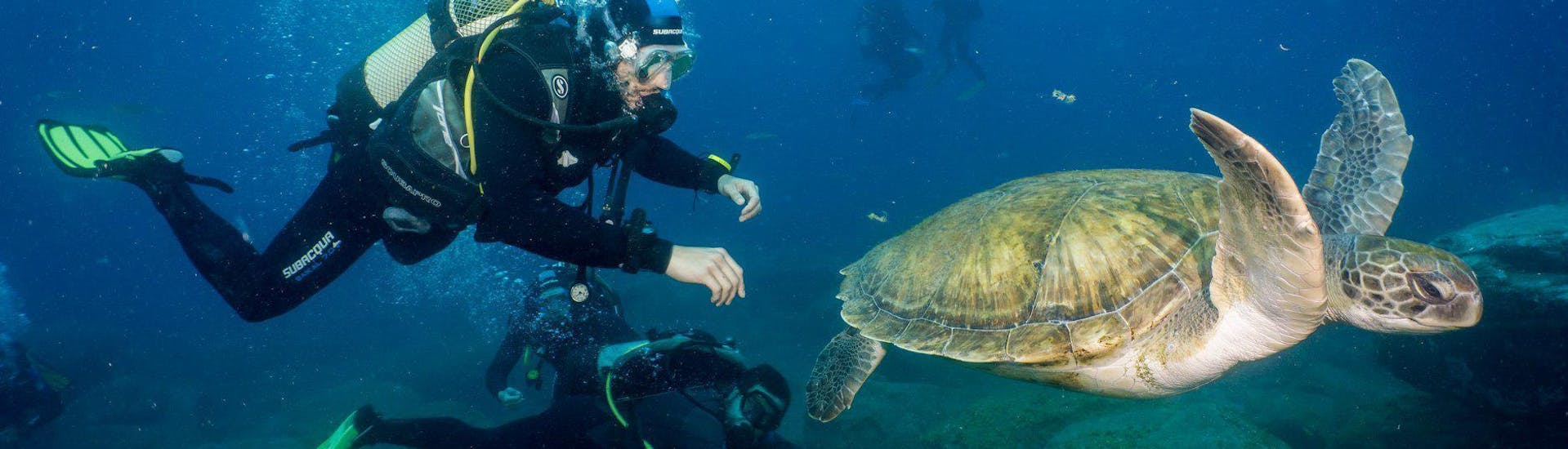 discover-scuba-diving-in-tenerife-aqua-marina-dive-tenerife-hero