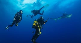 PADI Open Water Diver Course for Beginners in Faial from Haliotis Faial.